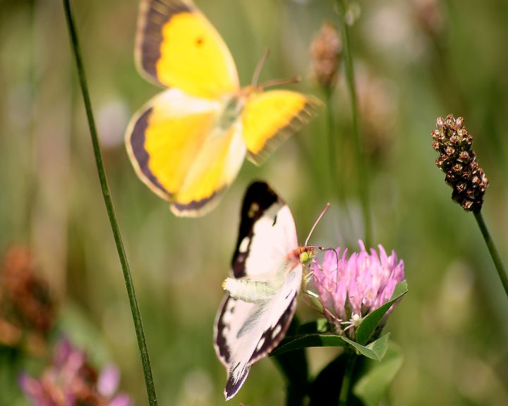 Colias crocea variet Helice Hubner